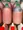 Groundnut and palm oil 